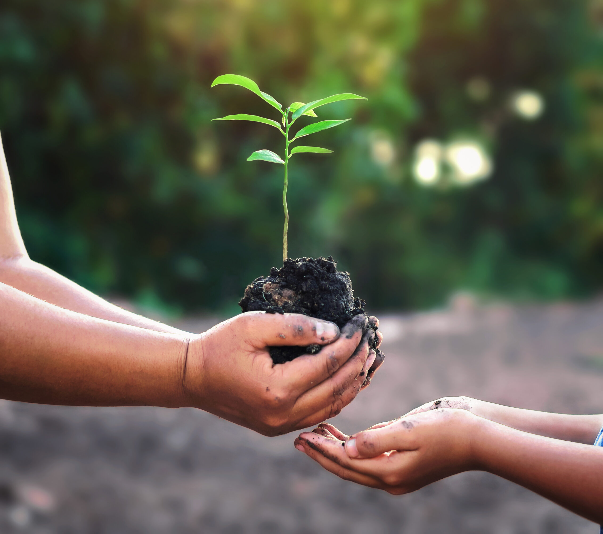 two hand holding small tree for planting. concept green world Valley Recycling Logan Utah Company Icon